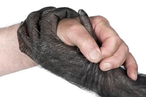 As diferenças entre a sequência do DNA humano e do chimpanzé não estão distribuídas aleatoriamente ao longo do genoma. Pelo contrário, as diferenças são encontradas em grupos - Foto Google As diferenças entre a sequência do DNA humano e do chimpanzé não estão distribuídas aleatoriamente ao longo do genoma. Pelo contrário, as diferenças são encontradas em grupos - Foto Google